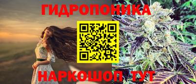 шишки Донской